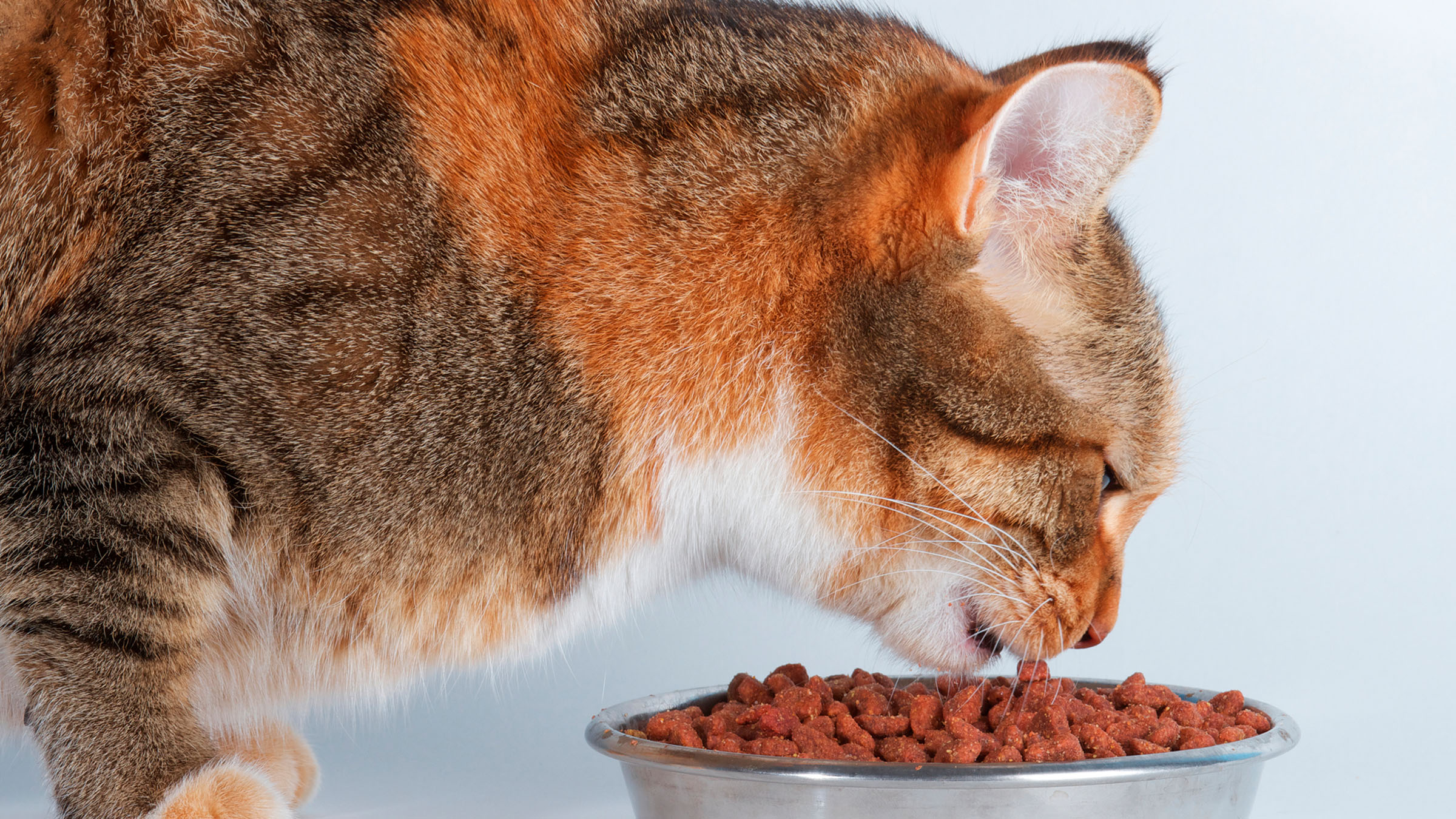 Dieta para gatos con problemas urinarios